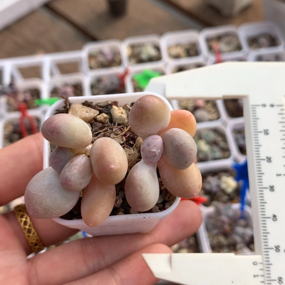 蛋黄奶多肉植物哈哈哈