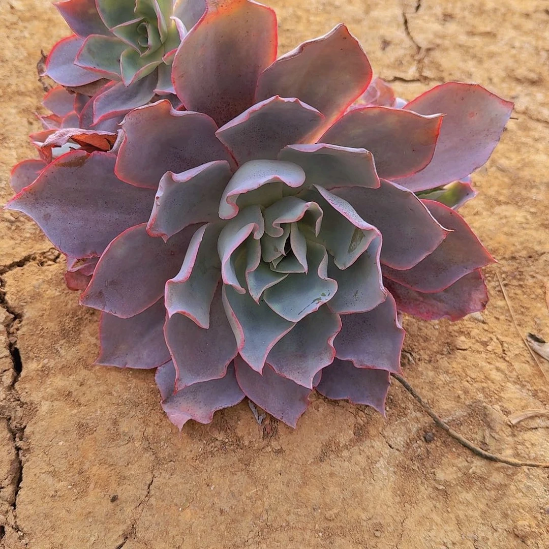 地栽老桩晚霞多肉冠服15厘米左右