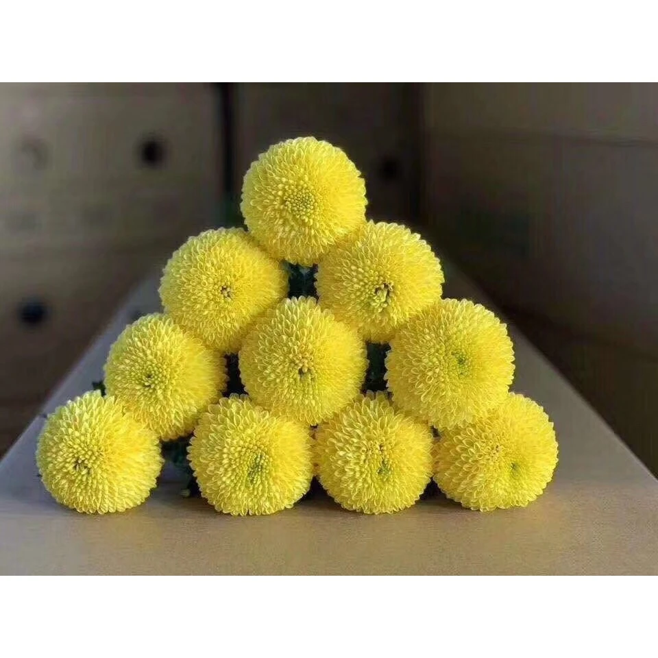 套餐54 黄色乒乓菊5支+绿色洋桔梗一小把6朵+白色单瓣紫罗兰一把