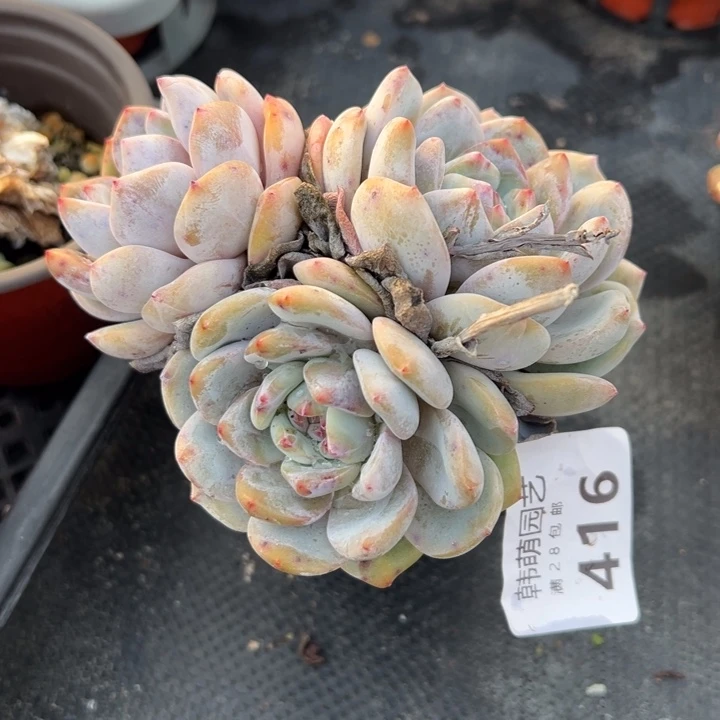 香槟439.416多肉植物