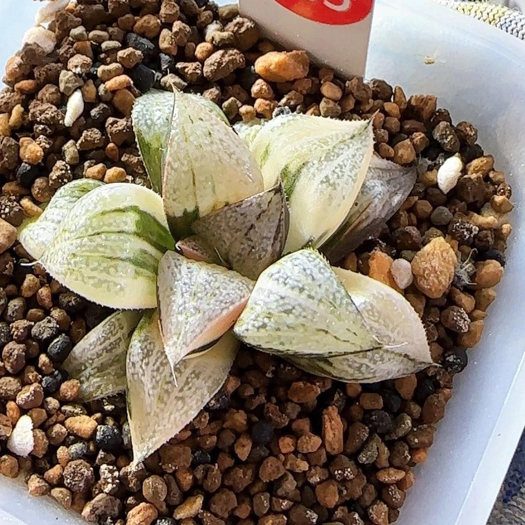 483丸叶青蟹锦 5.8 厘米左右一物一拍带盆发货