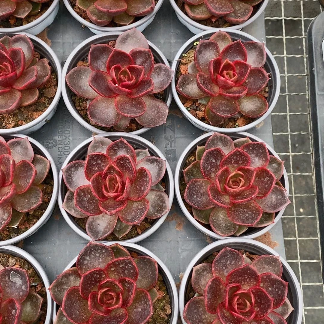 大单头血红灯  福利多多