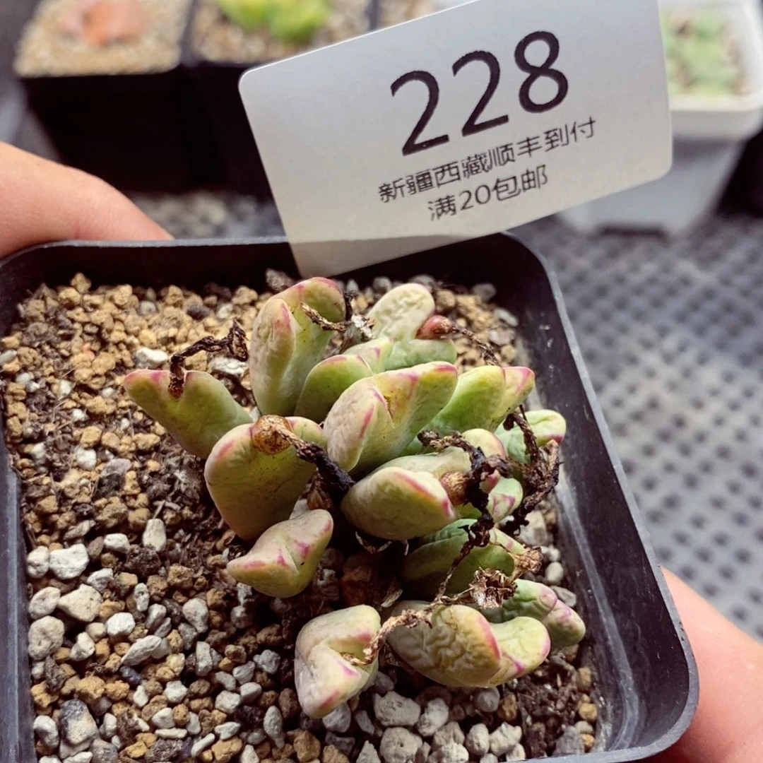 我是一只小小鸟地域鬼228