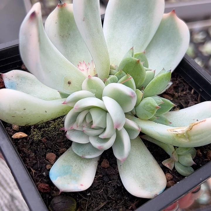 吉娃娃一颗的价格12.8