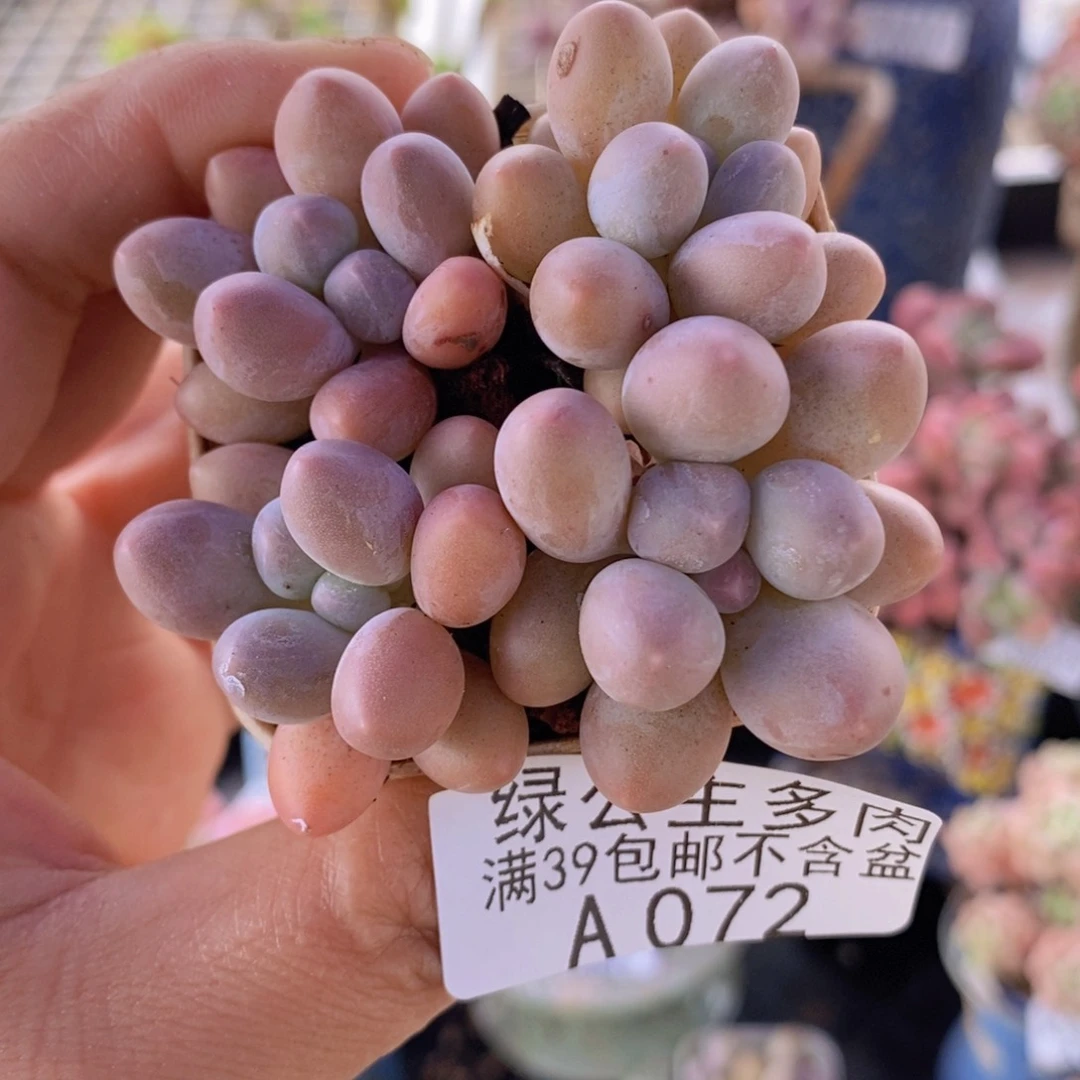 粉红泡泡4棵072多肉植物