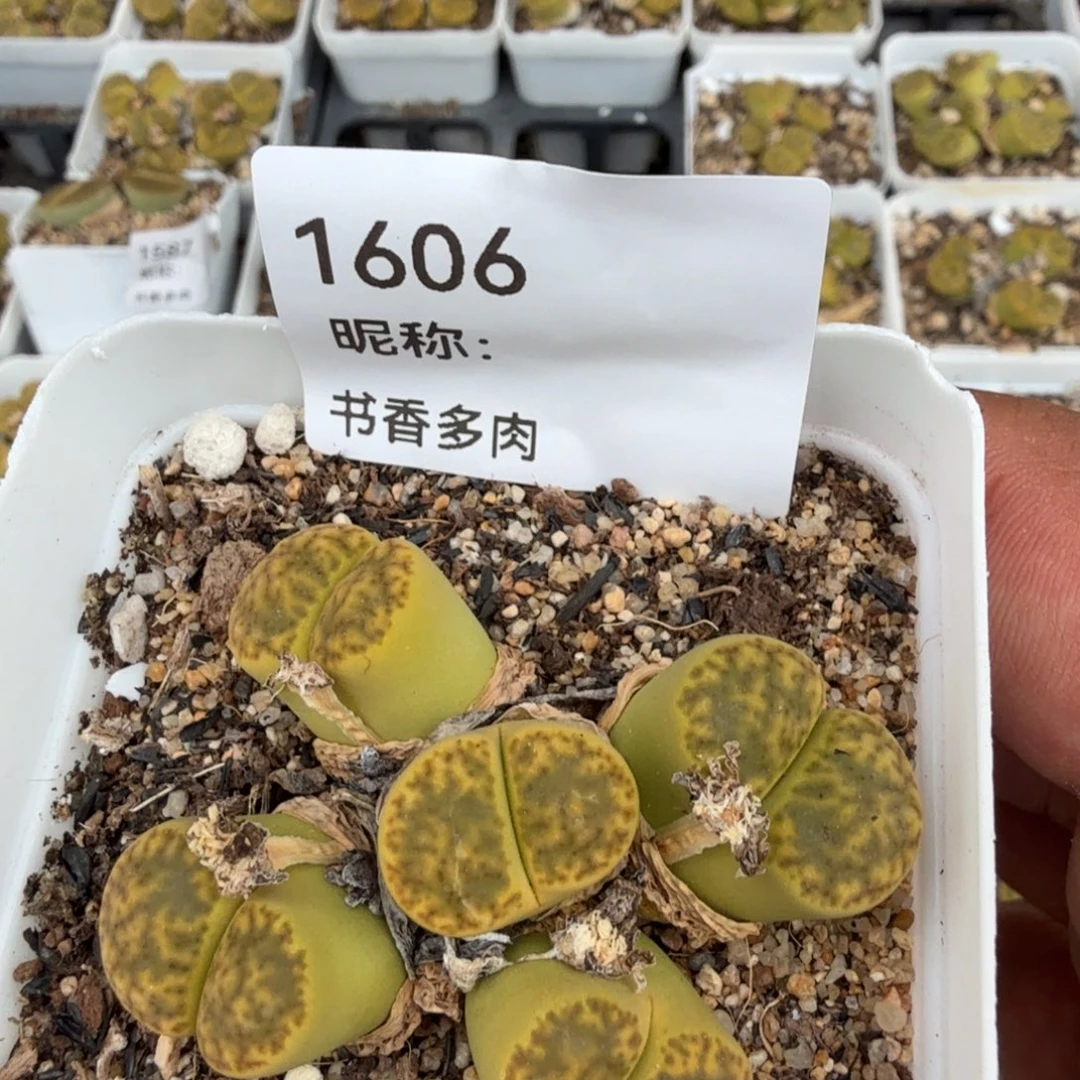 ****光多肉植物多肉植物多肉植物