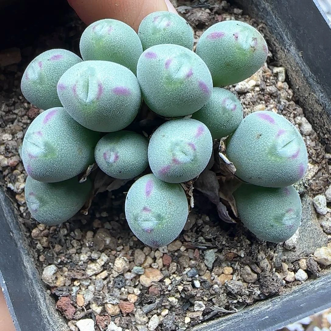 大嘴口笛。          54691