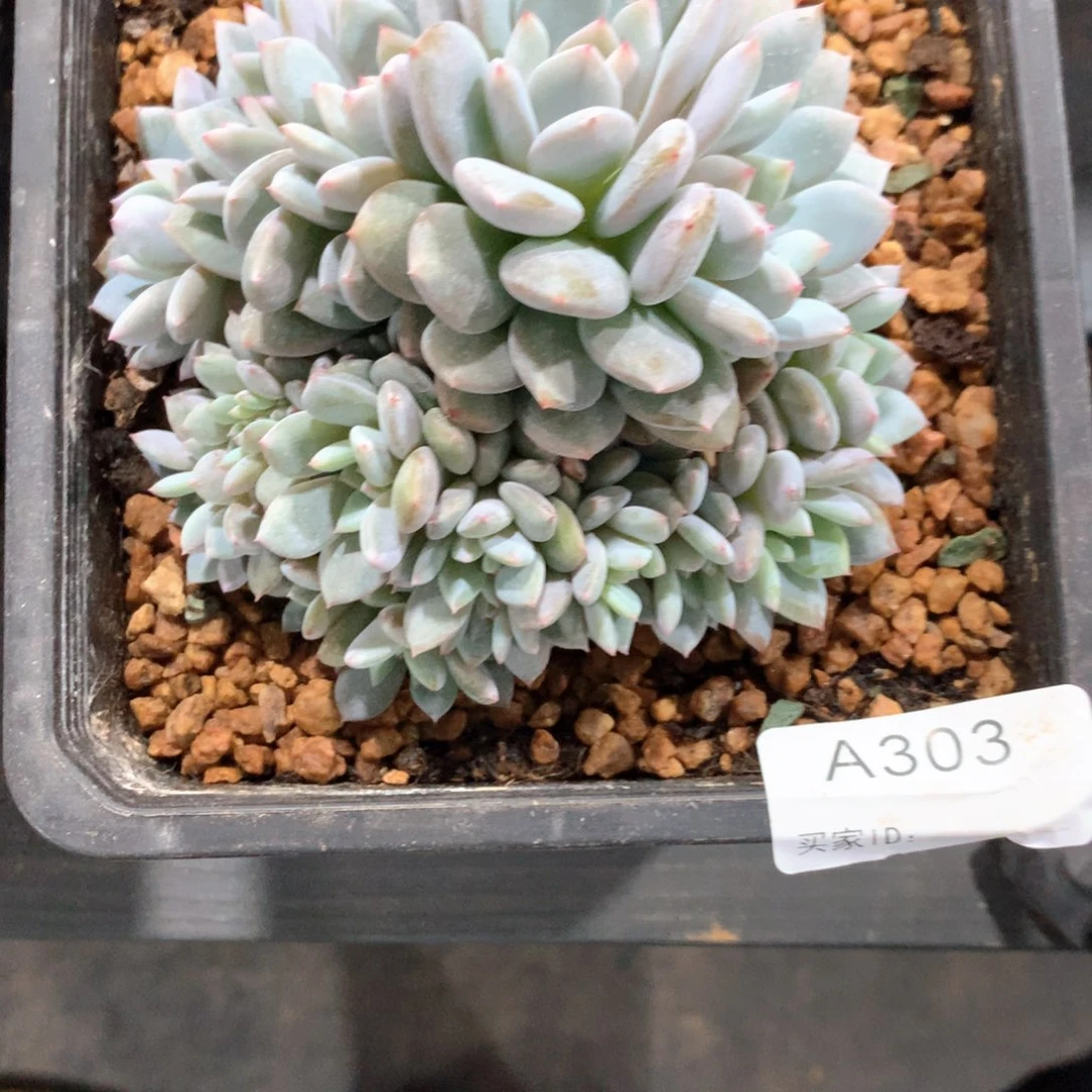 早***阳A303 售后范围：签收起7天内，不拍冷链不售后