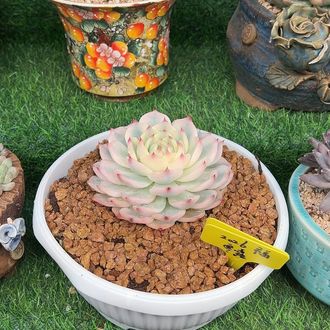 寒***༕吉娃娃锦，福，寒露发货