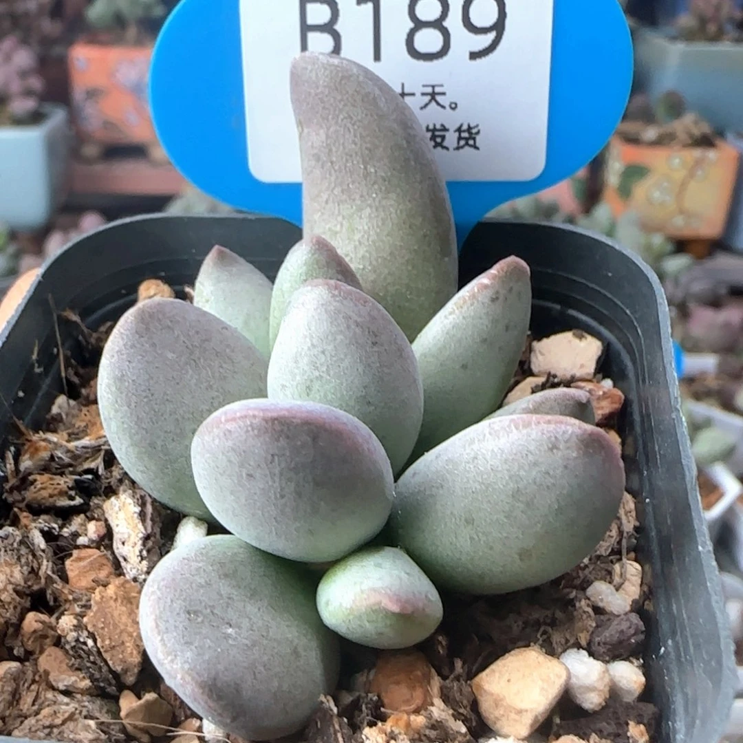 福利。     189。