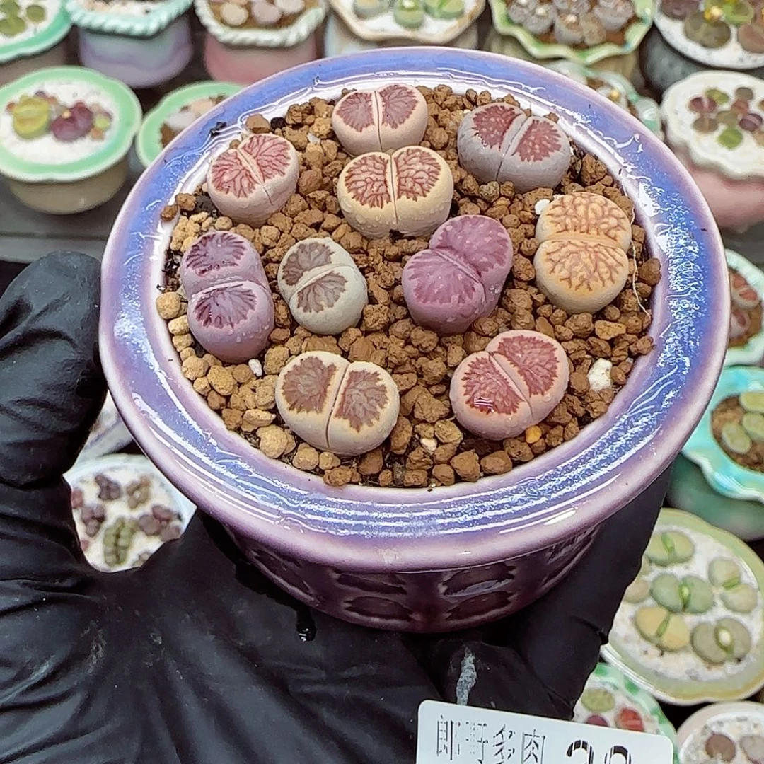 生石花满18包邮1110-38