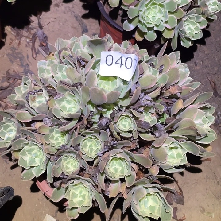 多肉植物法师407女妖