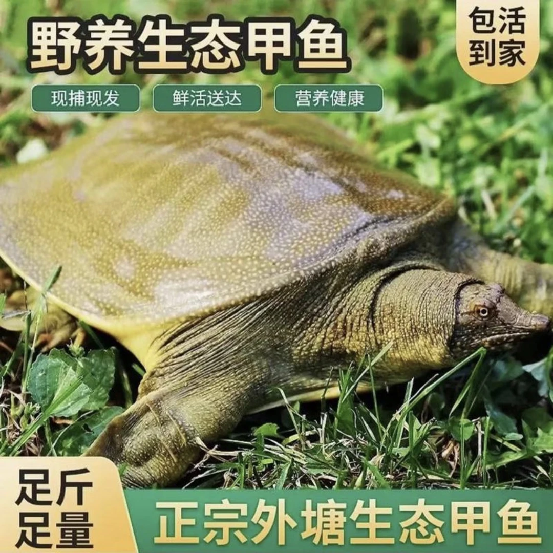 【拍1发3只共6-7斤】外塘甲鱼水鱼 顺丰包邮包活包鲜