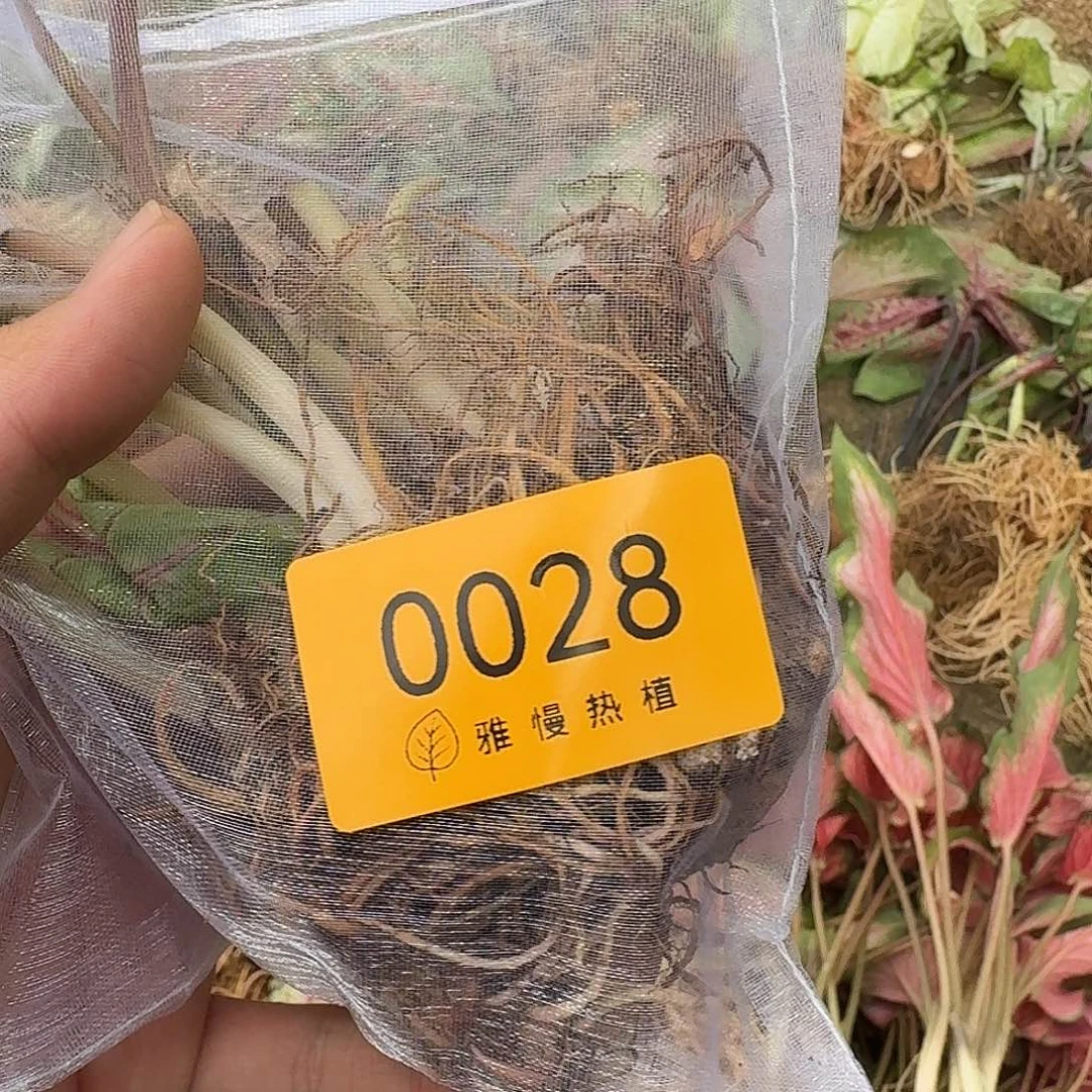 完全开放0028粉雪后裸球不售后