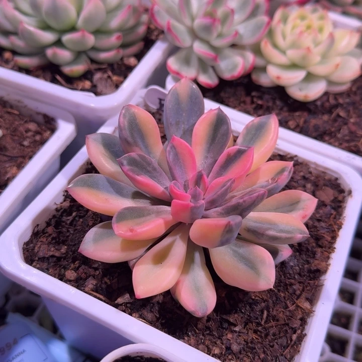 超级拉丝丘比特锦