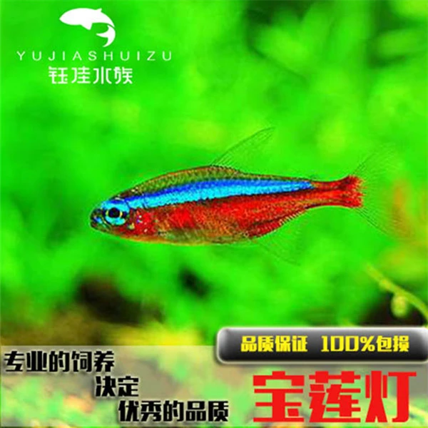 宝莲灯鱼活体巴西宝莲灯鱼满58包邮