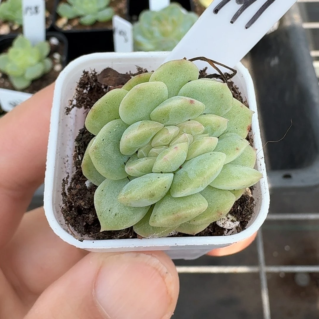 191干冰缀化多肉111