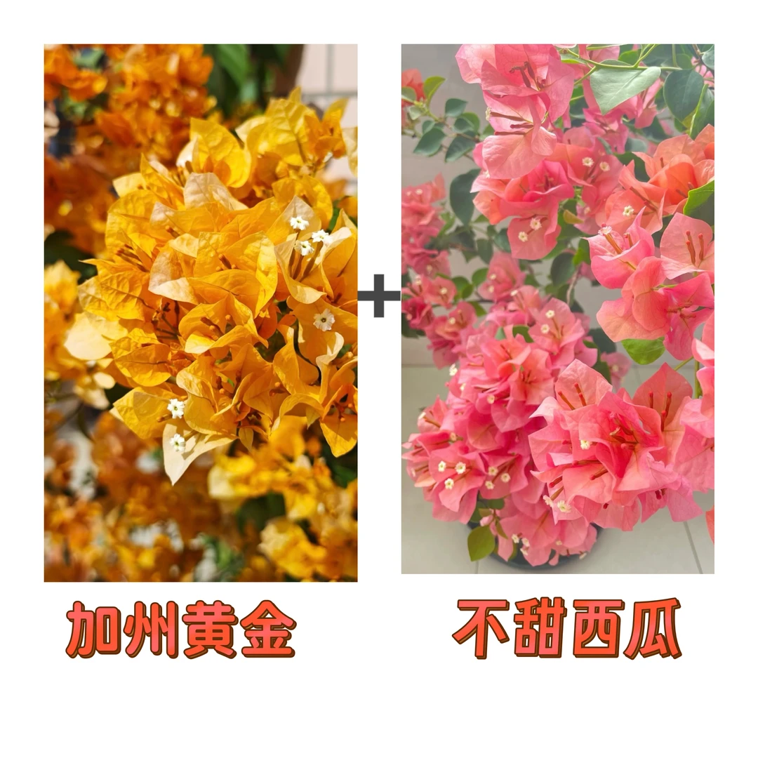 （加州黄金+不甜西瓜）到手2棵 三角梅 带土带根带枝叶 不带花和盆