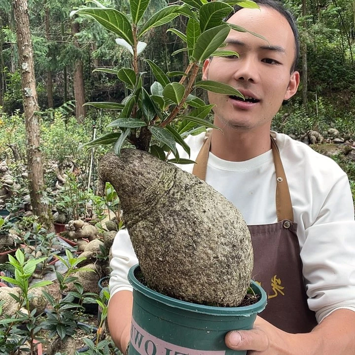 无花朵我也不知道我为什么要