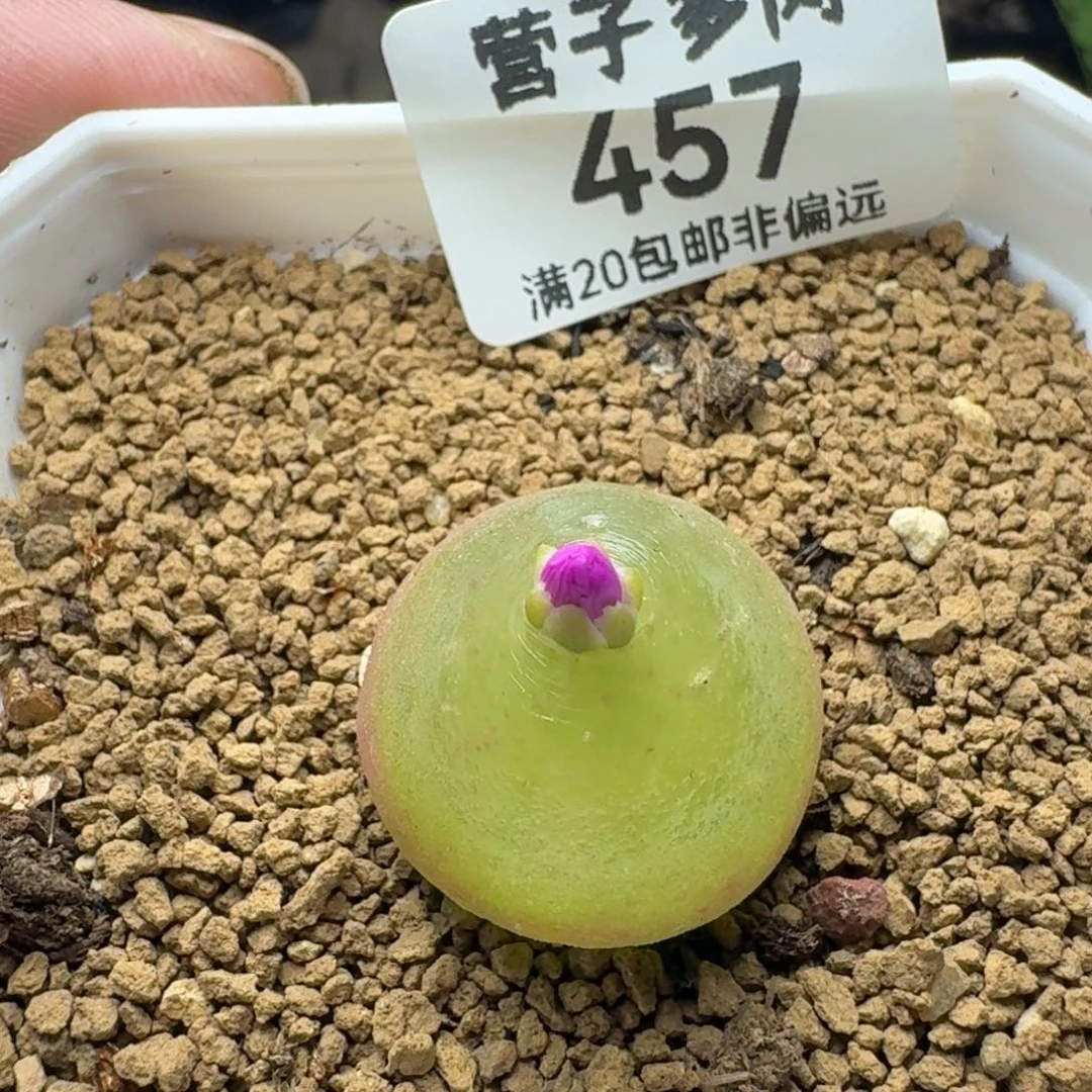 灯泡2.2带盆土