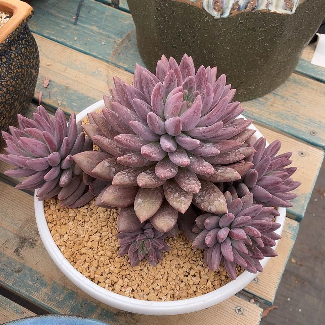 水晶球美人多肉植物