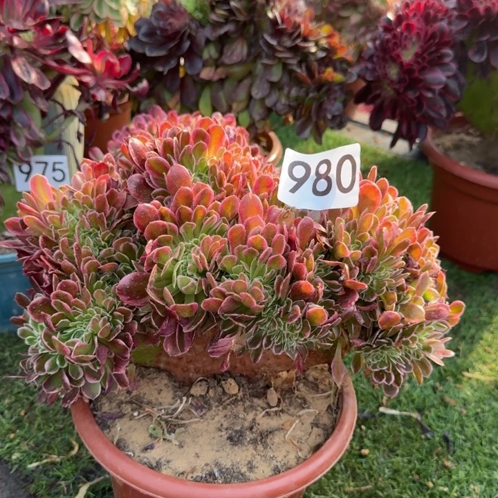 白凤缀化法师锦缀化980