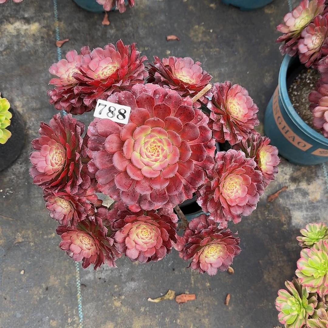 00000788安琪拉多肉植物