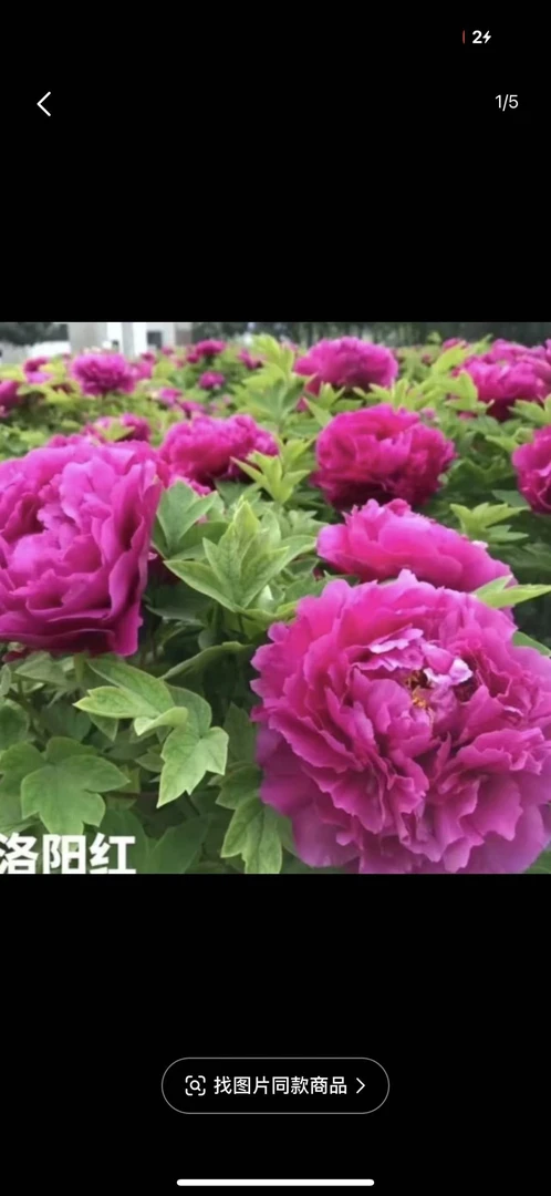 【洛阳红】千层重瓣紫红色洛阳基地直发