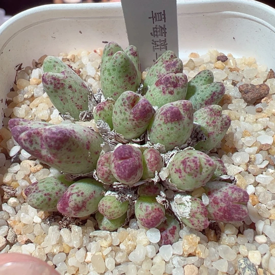 1229-292多肉多日草莓