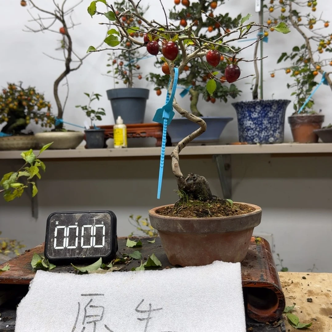 辉***无花朵108顺丰到付不包邮