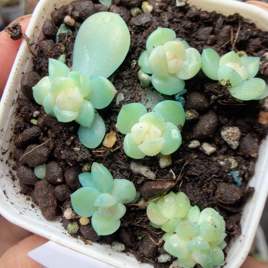 无花朵Q47。 yyyyyyy