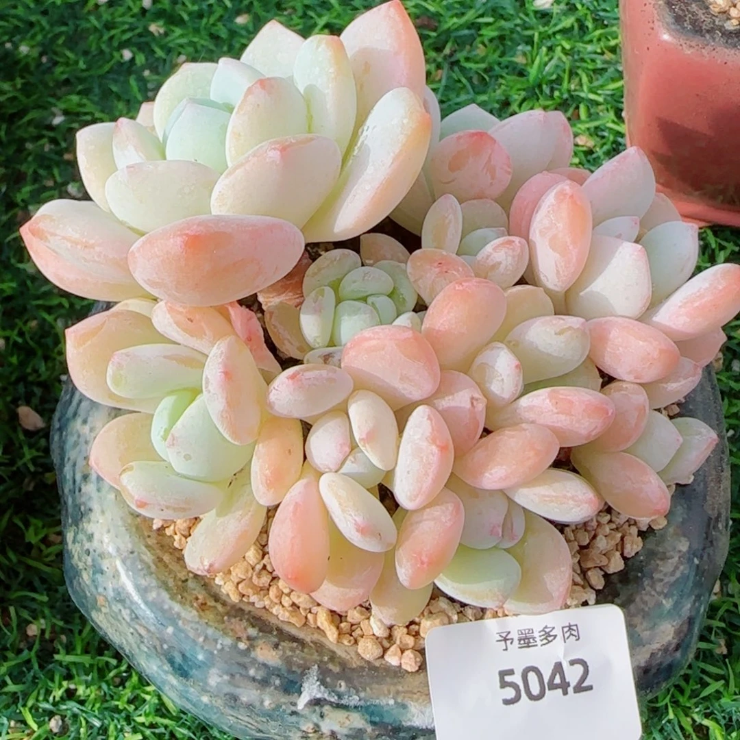 果冻冷香，5042多肉植物
