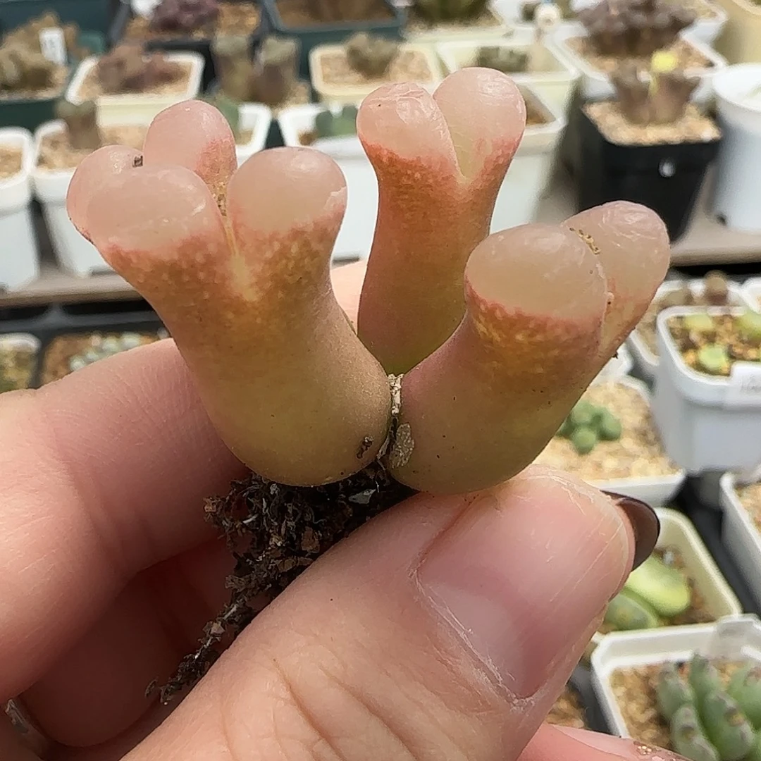 多肉植物元旦大漏110号