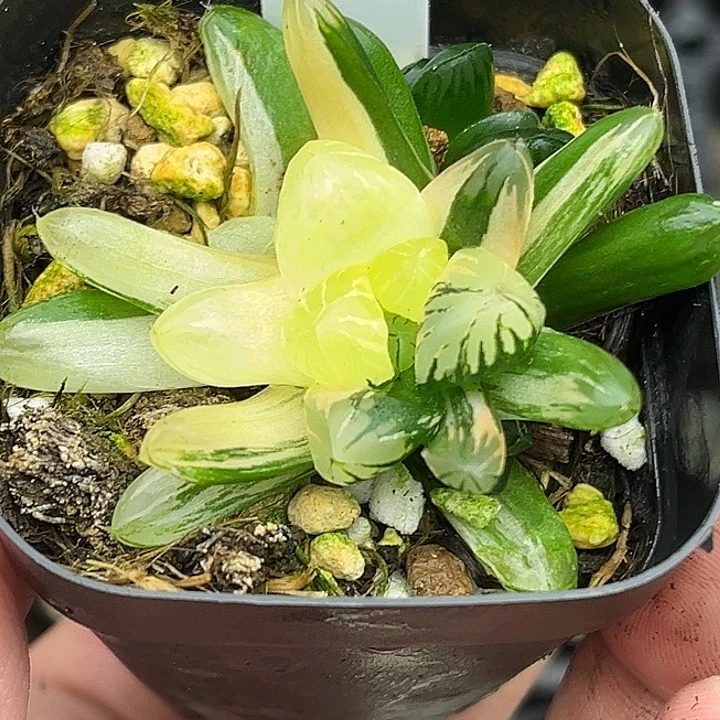 172多头老川玉露锦