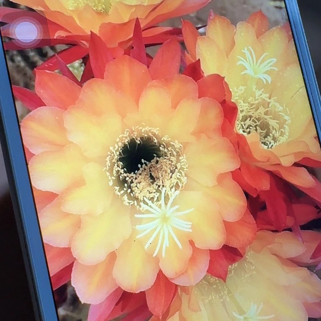 法三侧芽5公分仙人球毛花柱