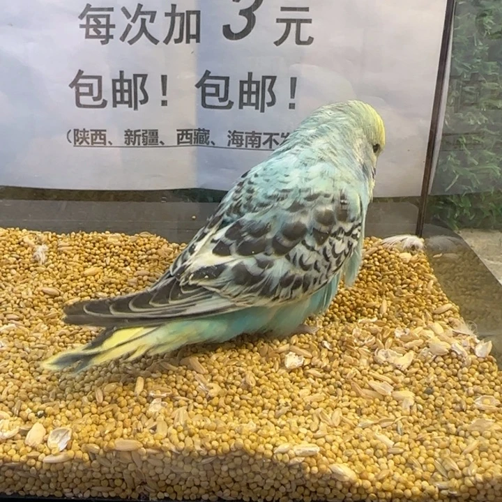 虎皮鹦鹉大头虎皮鹦鹉