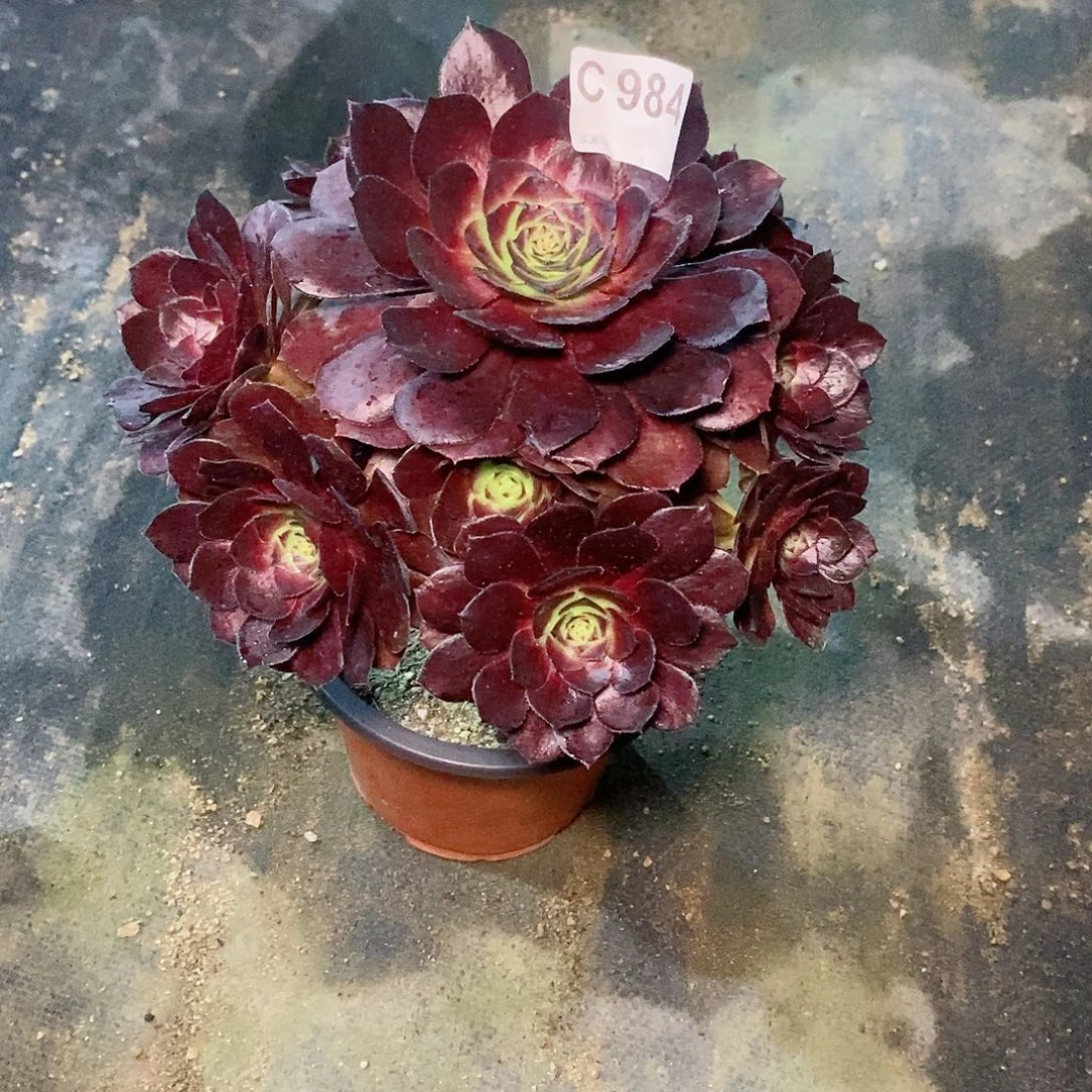 花花公子984多肉111111