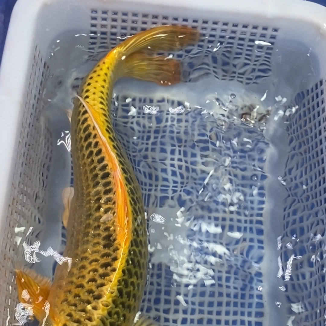 锦鲤冷水金龙包邮