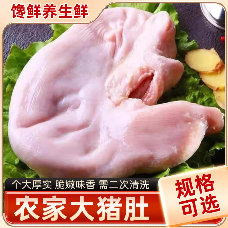 新鲜猪肚生鲜大猪肚猪内脏猪肚鸡食材土猪肚新鲜猪肚子包邮下水