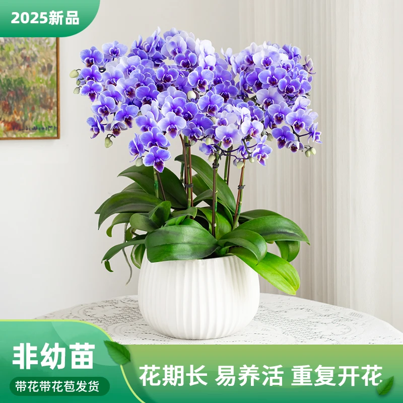 蝴蝶兰室外基地【马卡龙ce】高端室内植株花卉盆栽好养带花大花