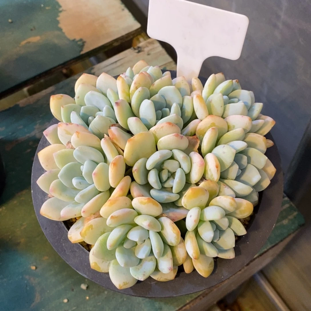 M*自然群平头，123456799