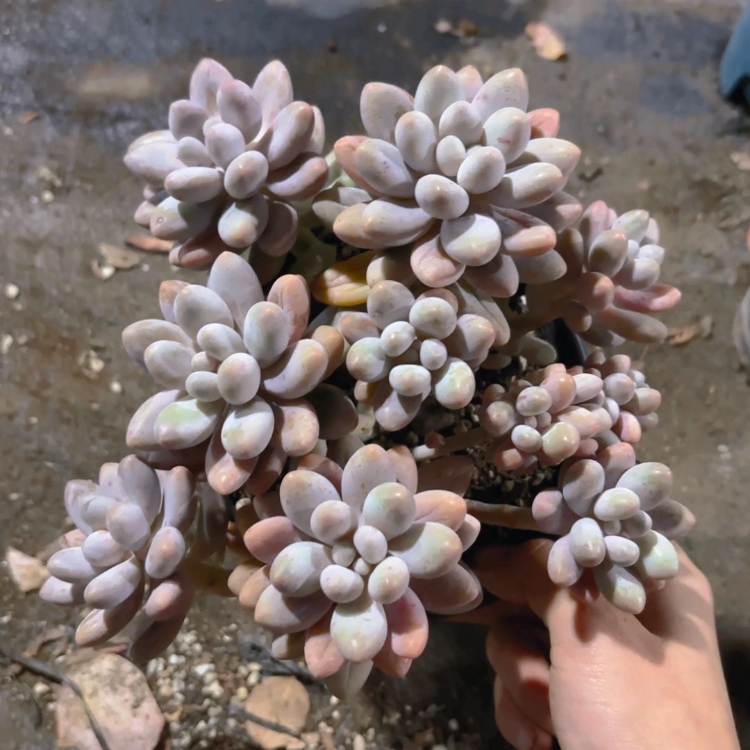 粉色恋人新疆包邮4cm新疆包邮