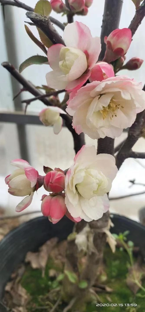 一物一拍 所见即所得 海棠花