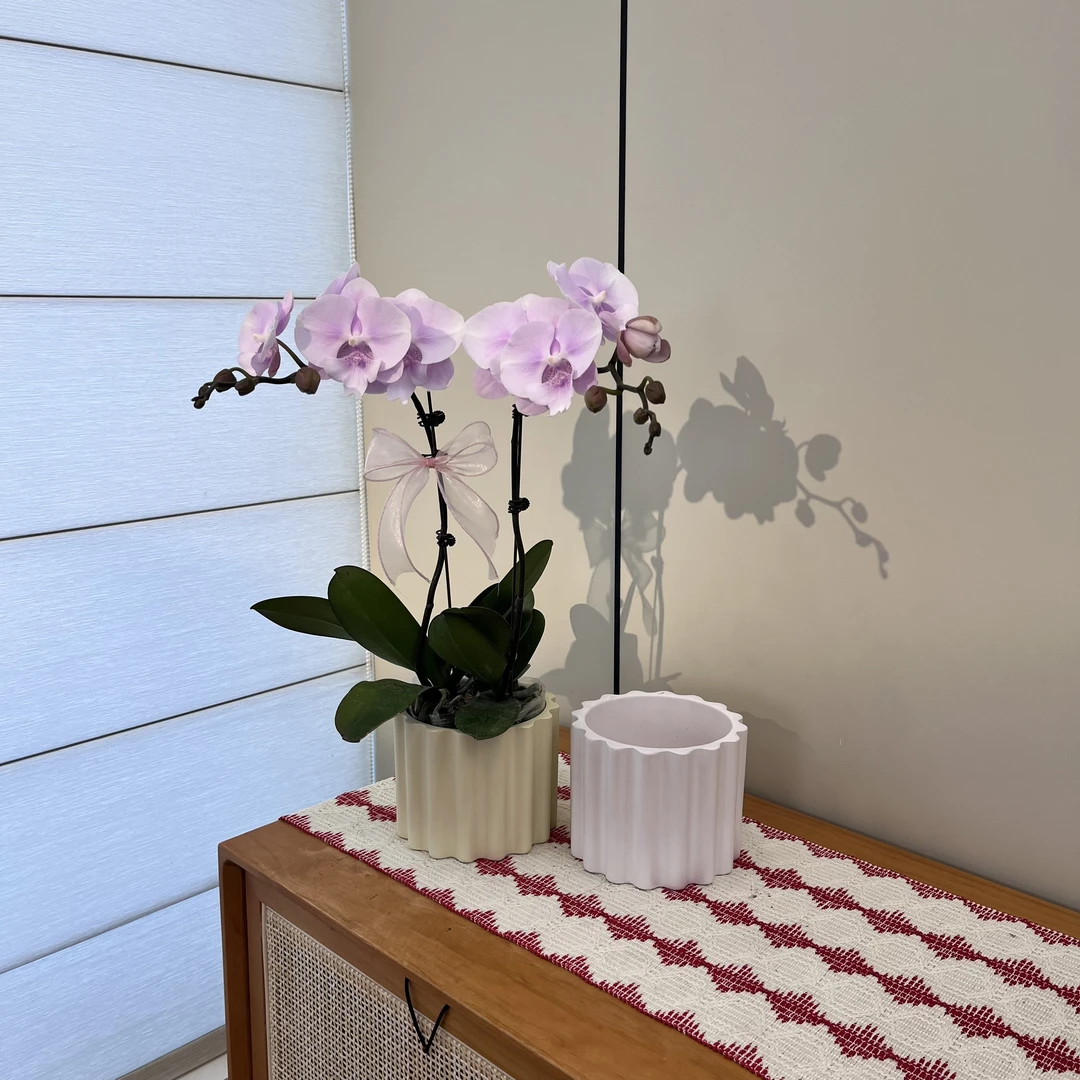 【超群1400】粉色系大花舌蝴蝶兰 颜色超粉嫩超仙 高端礼品