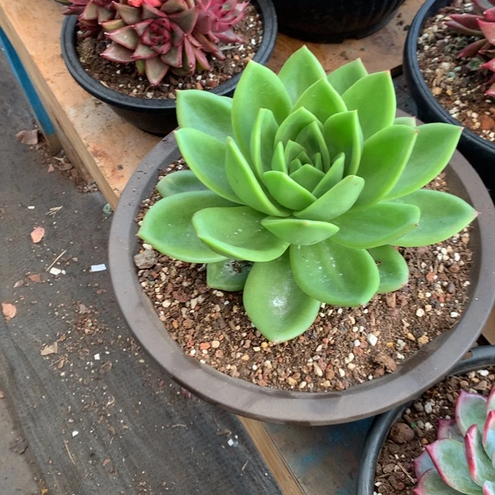 浪***涛美肉特价活动开始啦