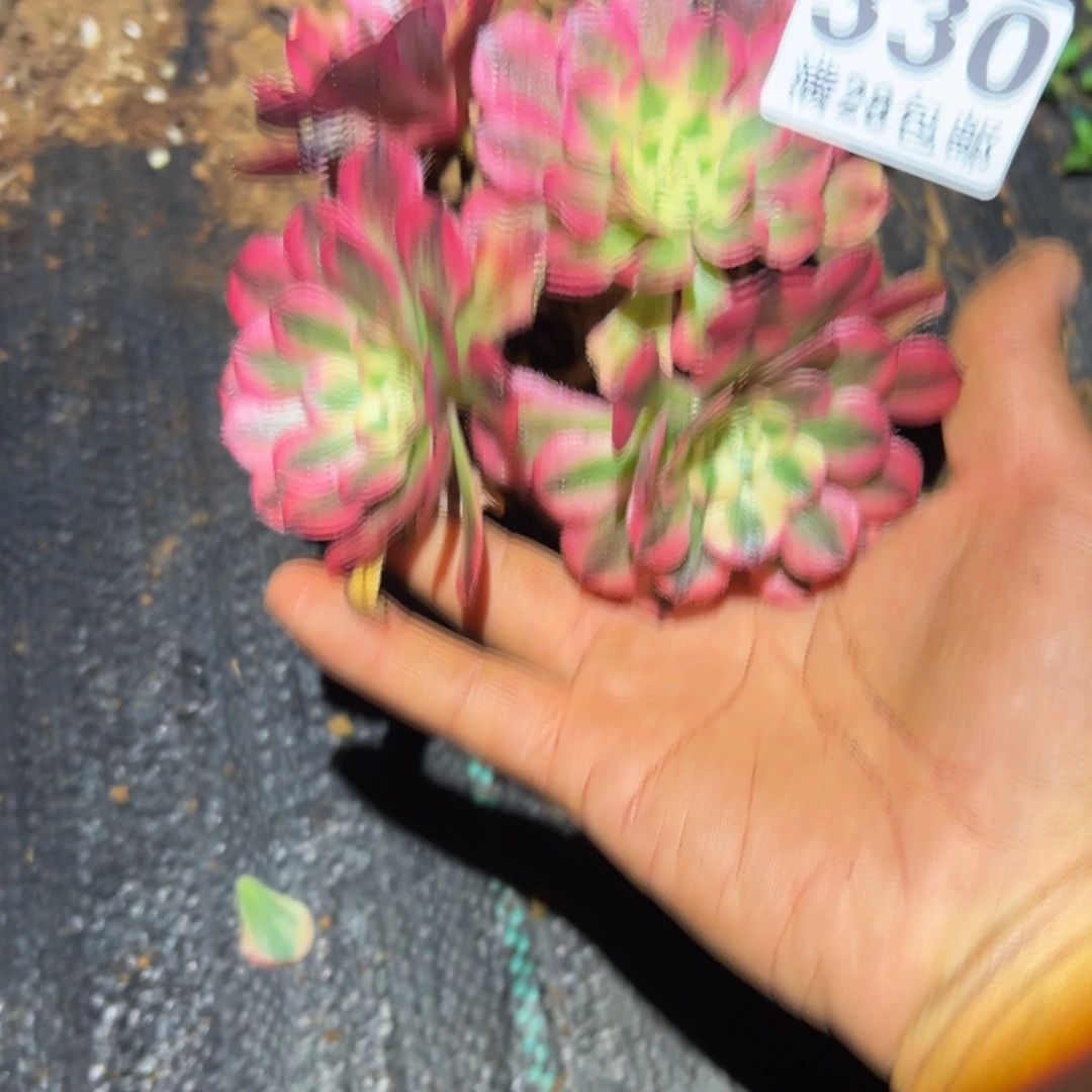 贵***多肉植物330无售后