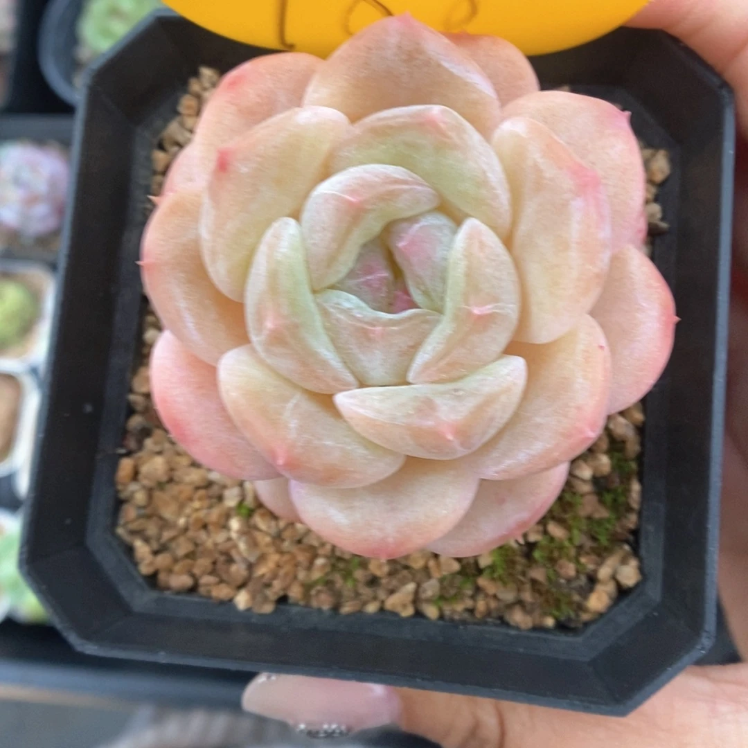 S***3糖心可拍788号。