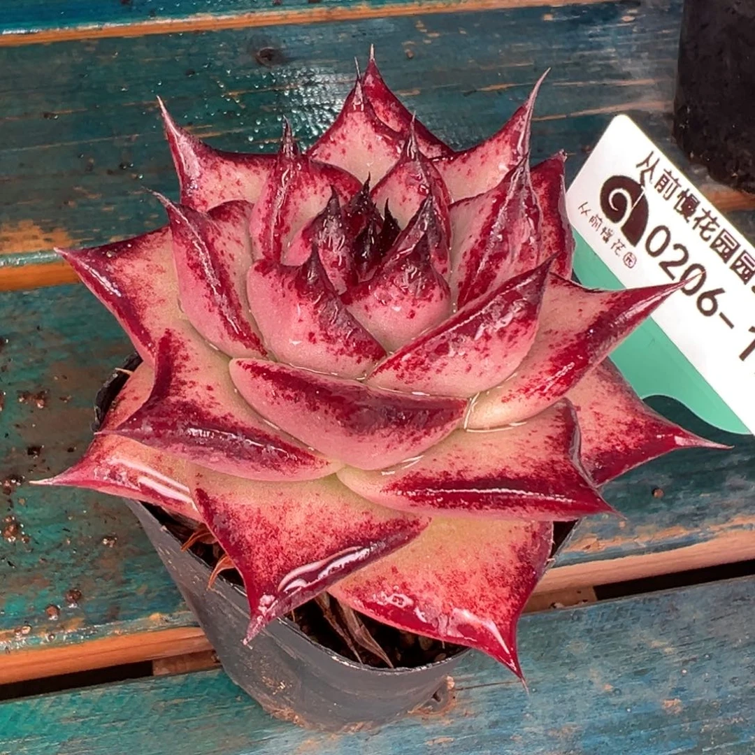 多肉一物一拍0206-177