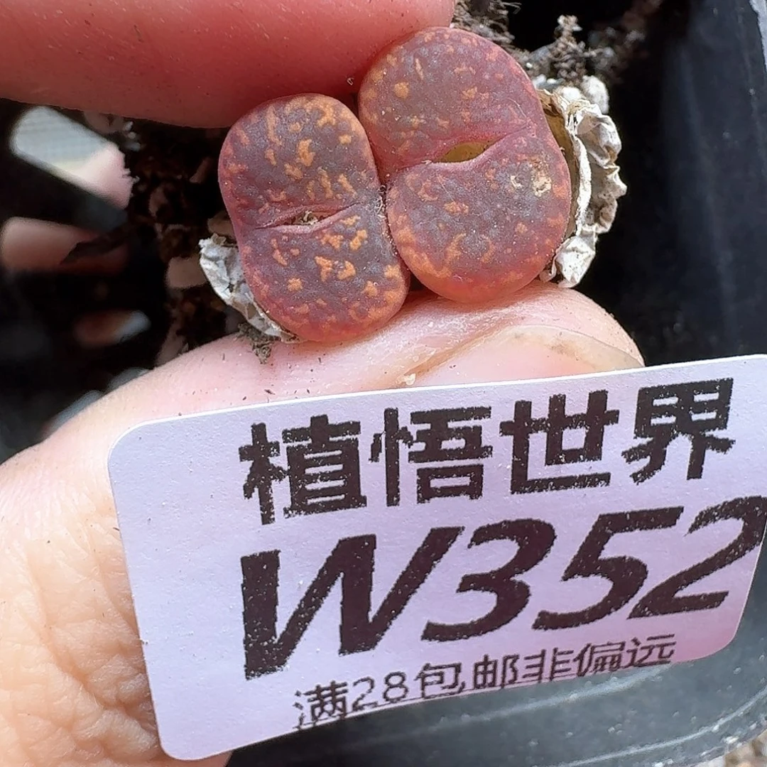 多肉植物的人啊ffg