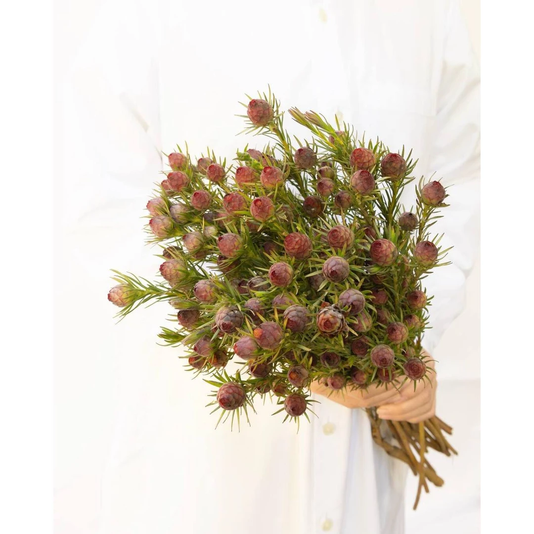 澳洲郁金香果鲜花室内水培植物家用插花云南直发鲜切花红宝石干花